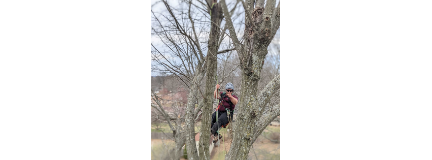 All About Trees