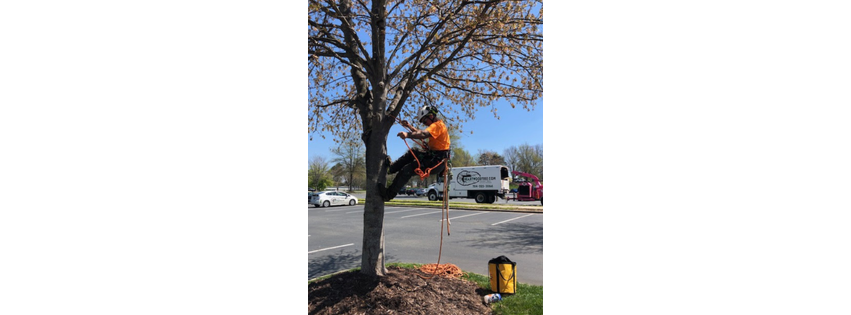 Heartwood Tree Care