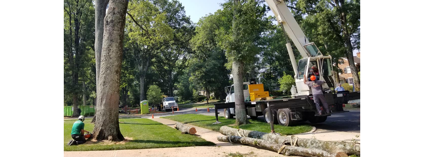 Queen City Tree Service