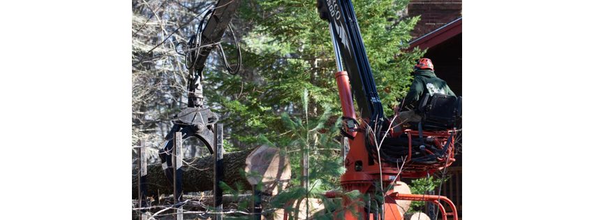 Burke's Tree Service