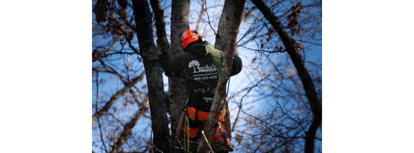 Burke's Tree Service
