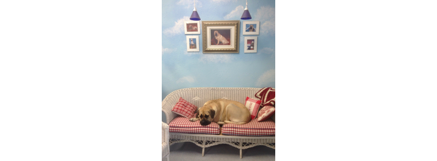 Shear Heaven Pet Spa
