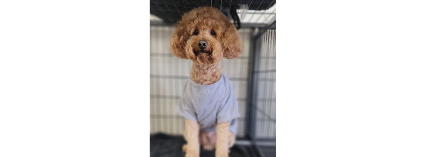 South Point Pet Spa