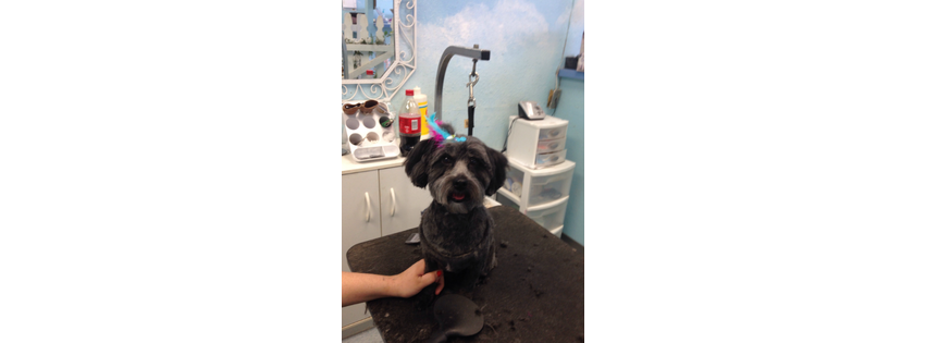 Shear Heaven Pet Spa