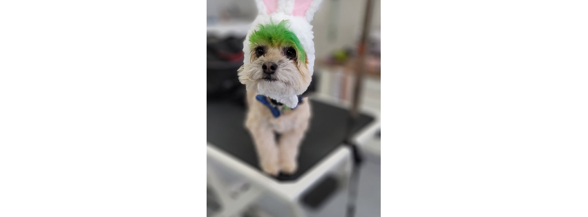 South Point Pet Spa