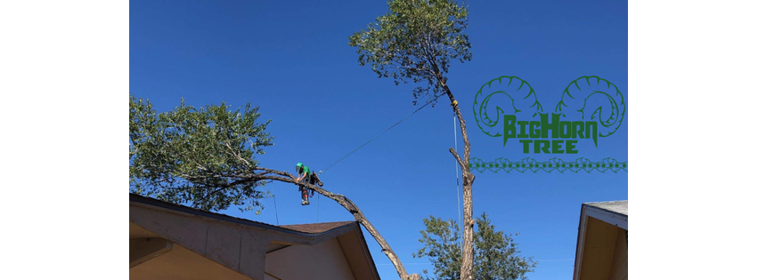 Big Horn Tree Service